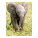 Elephant Baby Postkarte