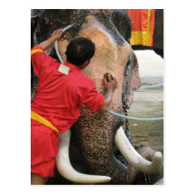 Elephant Bathtime ... Ayutthaya, Thailand Postcards