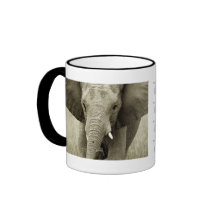 Elephant calendars coffee mugs & cups