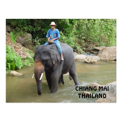 Elephant Chiang Mai Postcard