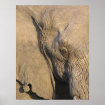 Elephant Close-Up Print