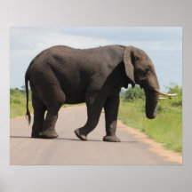 Elephant Crossing Posters