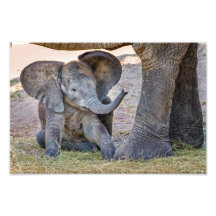 Éléphant de bébé photographie d’art