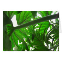 Elephant-Ear-Philodendron 5 Greeting Cards