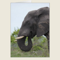 Elephant Eating cards