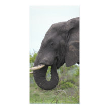 Elephant Eating Photo Cards