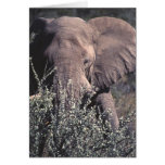 Elephant - Etosha National Park, Namibia Cards