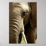 Elephant Face Posters