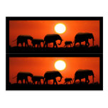 Elephant Family Book Markers Postcard