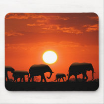 Elephant family