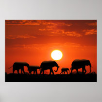Elephant family