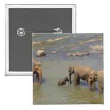 Elephant Herd  Button
