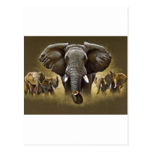 Elephant Herd Charging Postcards