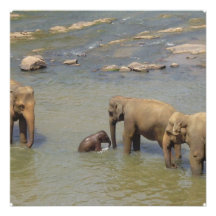 Elephant Herd  Invitations