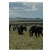 Elephant herd Maasai Mara, Kenya Cards