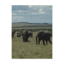 Elephant herd Maasai Mara, Kenya Postcard