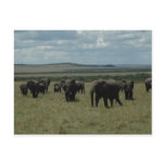 Elephant herd Maasai Mara, Kenya Post Card