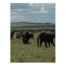 Elephant herd Maasai Mara, Kenya Postcard