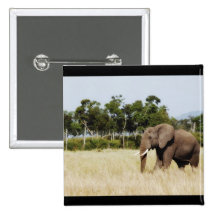 Elephant in Masai Mara, Kenya badge button