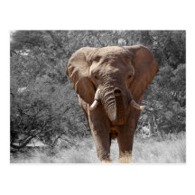 Elephant in Namibia Post Card
