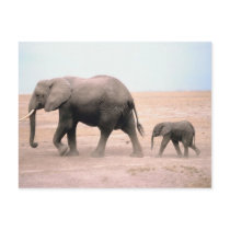 Elephant Mother and Calf Post Card