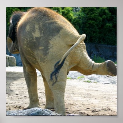 ELEPHANT PEE PRINT by Sofia_Youshi