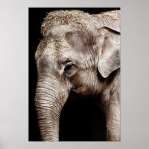 Elephant Photo Image Poster
