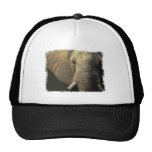 Elephant Portrait Hat