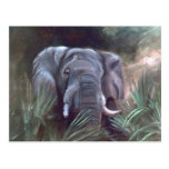 Elephant Portrait Postcard