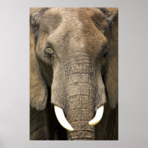 Elephant Portrait Posterdrucke