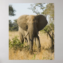 Elephant Portrait Print