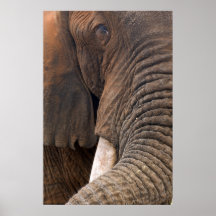 Elephant Portrait Plakate