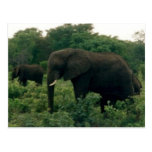 elephant post cards