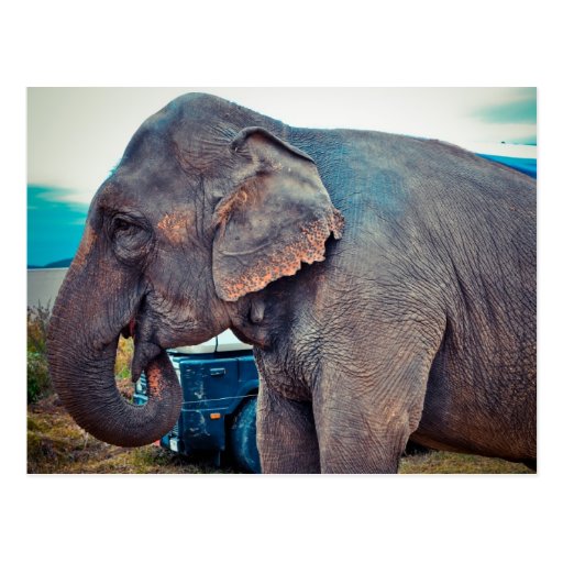 Elephant Postcard