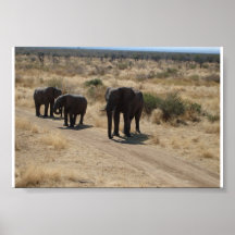 Éléphant Poster