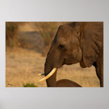 Elephant Profile Poster