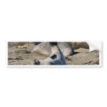Elephant Seal Bumper Sticker