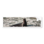 Elephant Seal