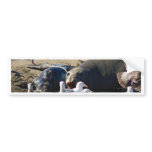 Elephant Seal Bumper Stickers