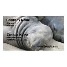 Elephant Seal Business Card