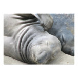Elephant Seal Invitation