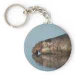 Elephant Seal Key Chains