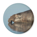 Elephant Seal Magnet