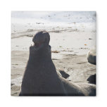 Elephant Seal Refrigerator Magnet