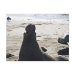 Elephant Seal Postcard