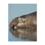 Elephant Seal Postcards