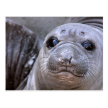 Elephant Seal Pup ポストカード