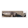 Elephant Seal Pup