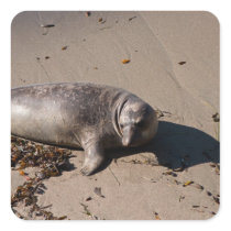 Elephant Seal Pup