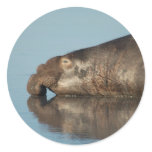 Elephant Seal Round Stickers
